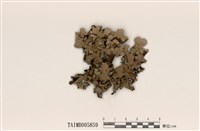 藏品(裸緣梅衣屬)的圖片